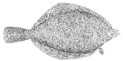 Yellowtail (Limanda ferruginea)